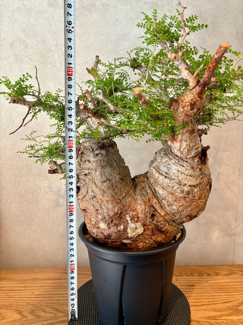 【ムチムチ極太塊根】パキプス｜新芽展開・発根済・6号鉢　みやび鉢