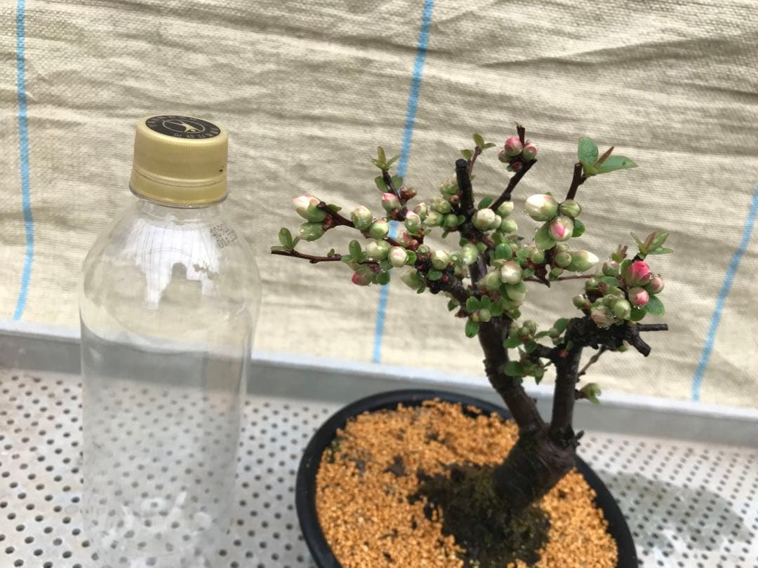 木瓜(ボケ)・放春花 安田錦 5寸(咲分け保証品)⑧ - メルカリ