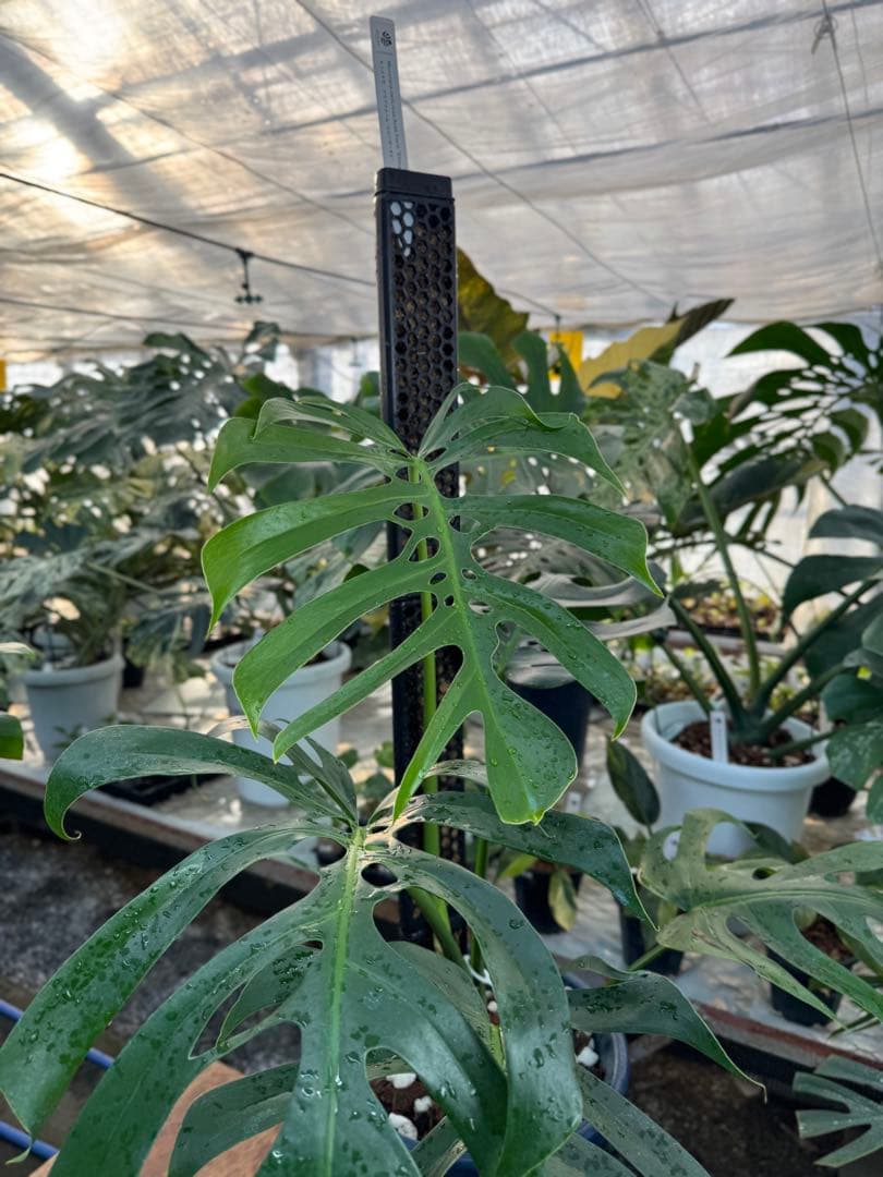 1 モンステラ・デリシオーサ・アラブフォーム \"エロンガータエ\" 日本初出品