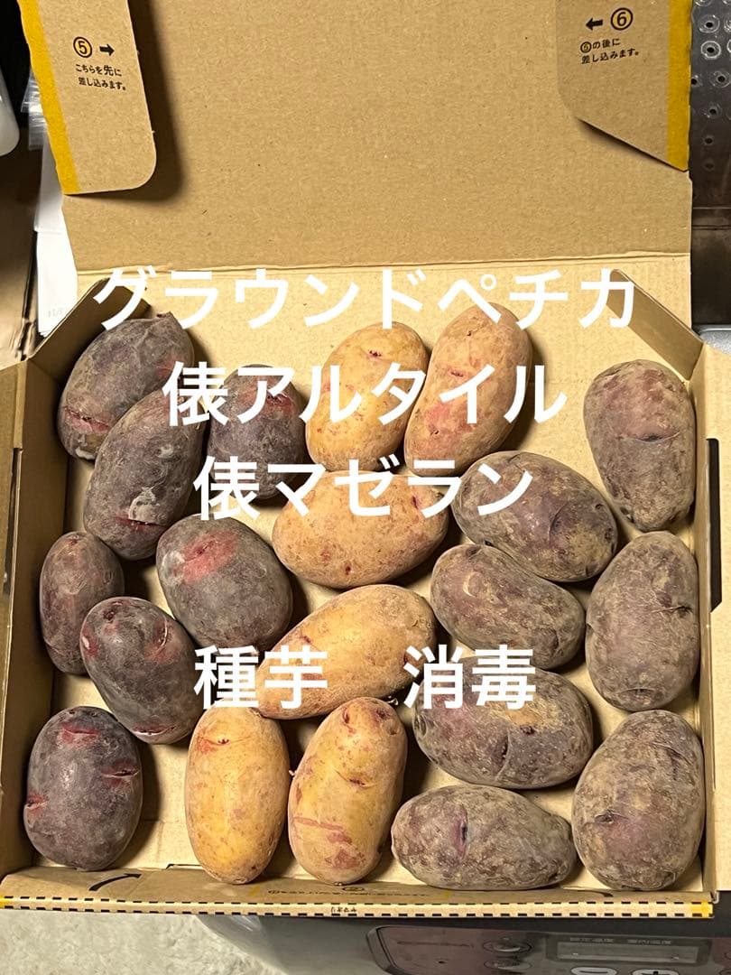 種芋】俵アルタイル 俵マゼラン グラウンドペチカ 1.2kg - メルカリ