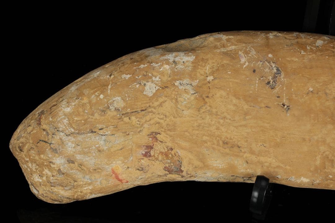 白亜紀前期 サンタナ層産 古代魚化石 魚類化石 クラドキクルス 骨格