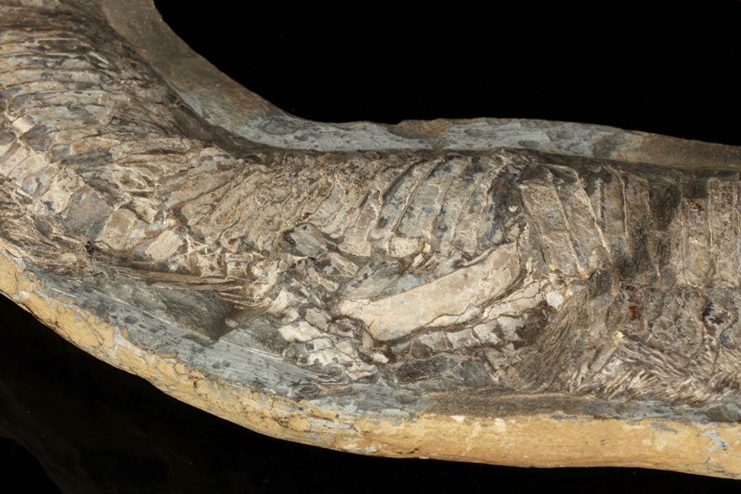 白亜紀前期 サンタナ層産 古代魚化石 魚類化石 クラドキクルス 骨格