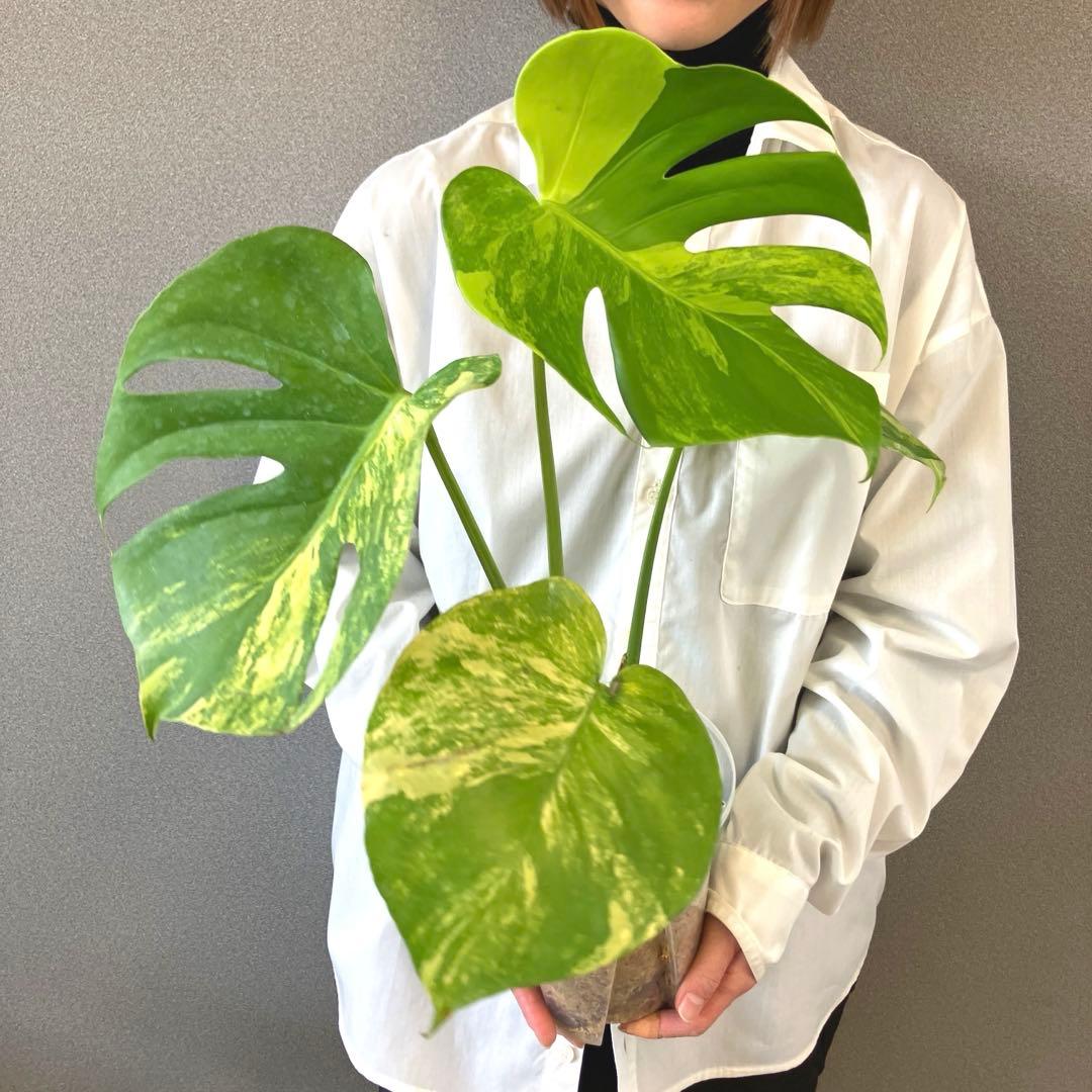 超希少❗️モンステラ　デリシオーサ　ポンポン✨ モンステラ デリシオーサ 'ポンポン' | GREEN LUCK