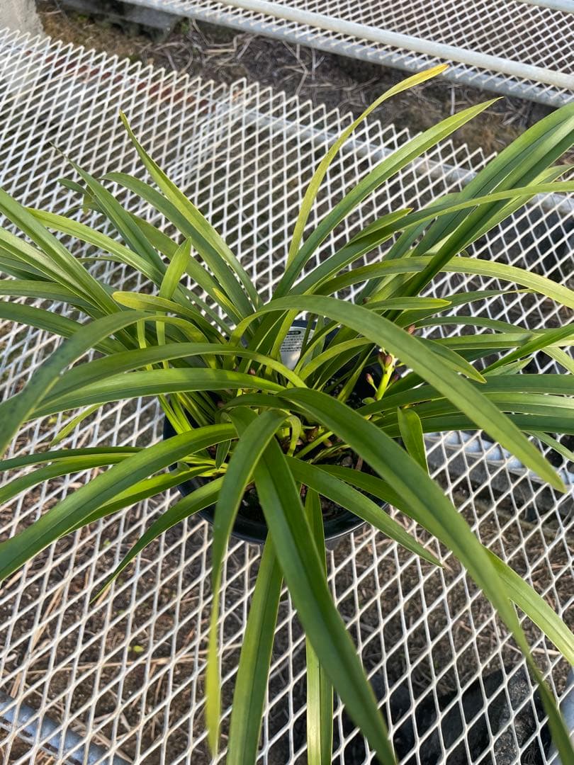 R8年キンリョウヘン花芽7本#7 - メルカリ