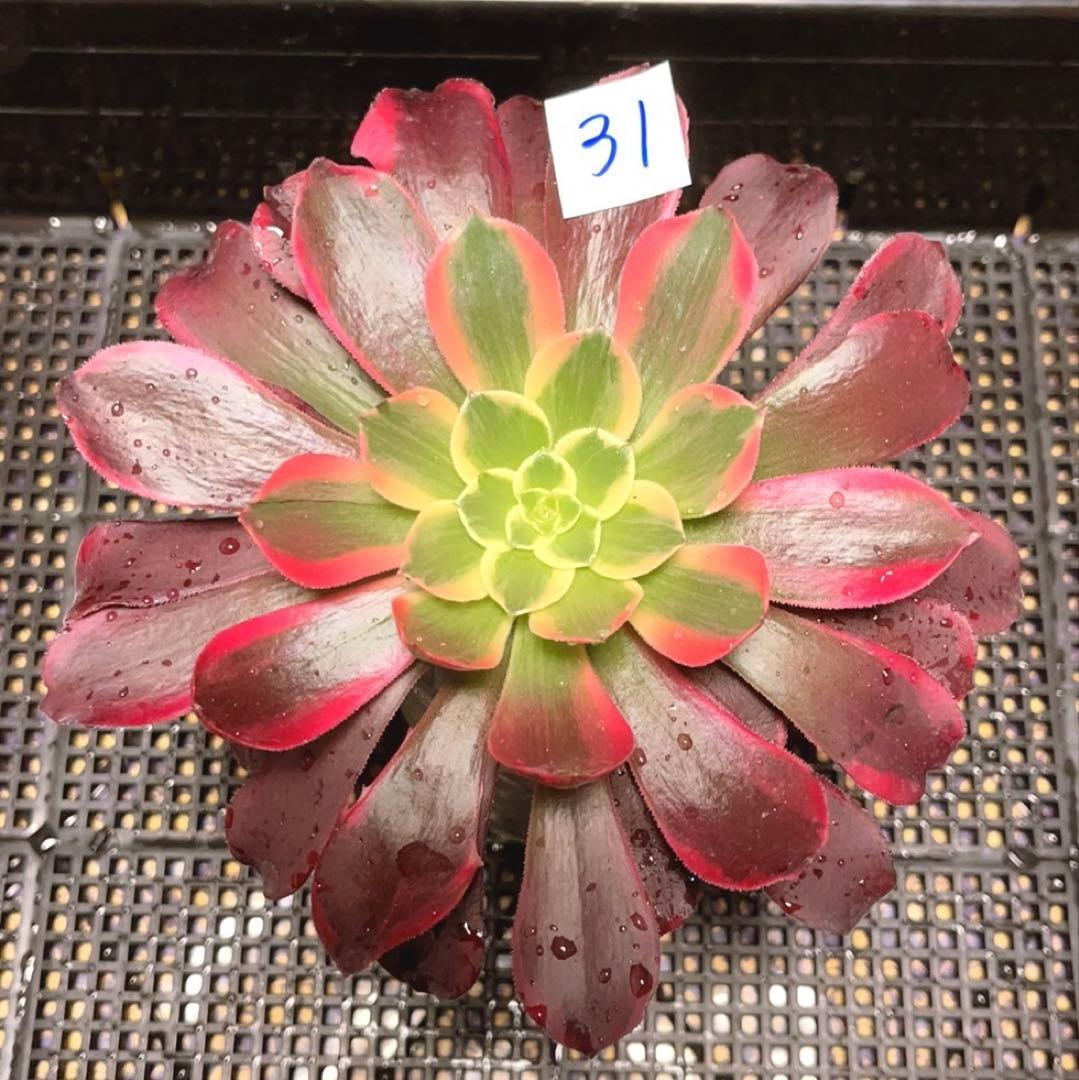 多肉植物アエオニウム錦❤️金絲雀锦❤️