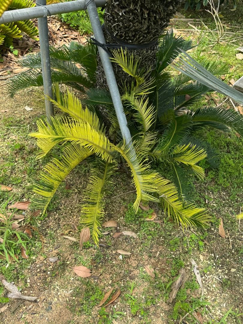 斑入り ソテツ 蘇轍 5の通販｜www.k4fashion.com