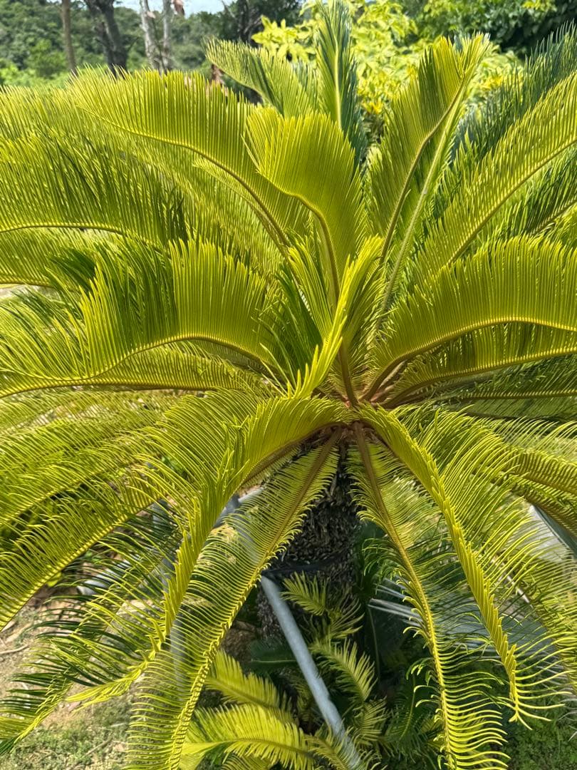 斑入り ソテツ 蘇轍 5の通販｜www.k4fashion.com