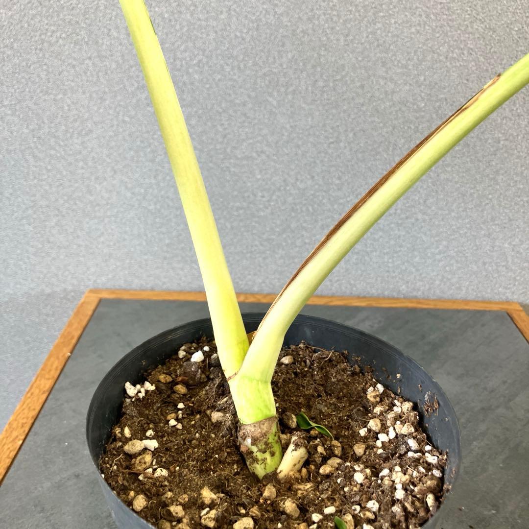 ☆*☆様 超絶希少❗️サイズ大❗️美株❗️モンステラ　フルミント✨