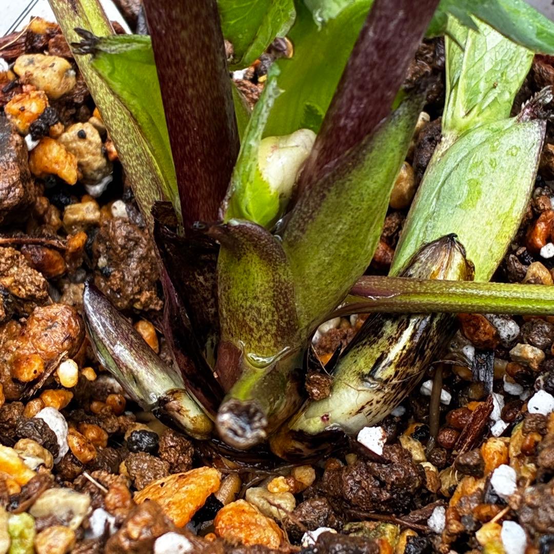 か*み様 3560☘️蕾花タグ付き☘️パステリッシュストレイン⭐️小輪⭐️優しい