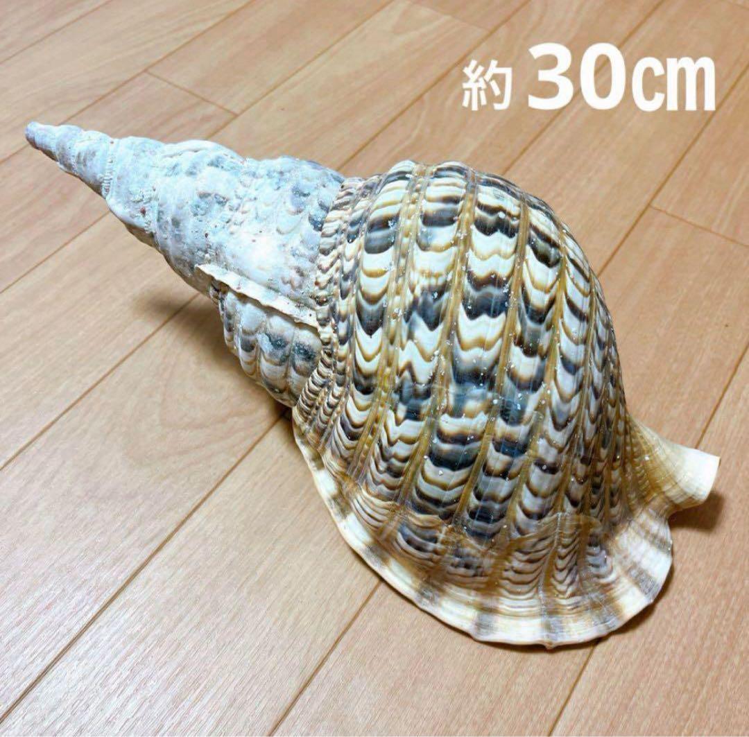 30cm 沖縄でとれた 法螺貝 置物 コレクション 沖縄】天然ホラ貝 法螺貝