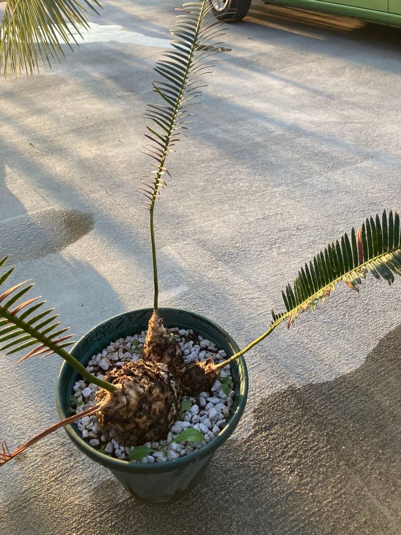 特大！ディオーンエデュレ！超美株　3頭　ソテツ　条件付き