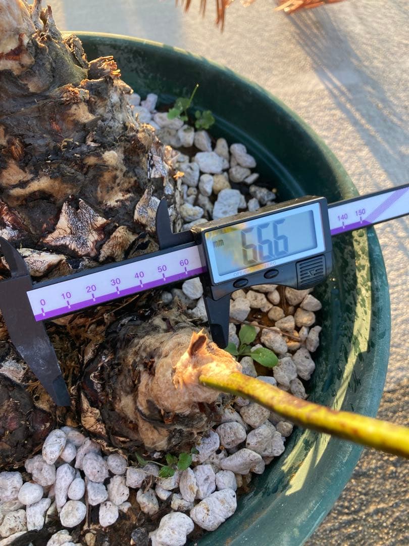 特大！ディオーンエデュレ！超美株　3頭　ソテツ　条件付き