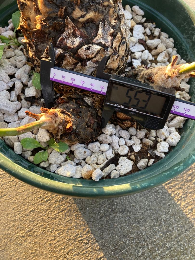 特大！ディオーンエデュレ！超美株　3頭　ソテツ　条件付き