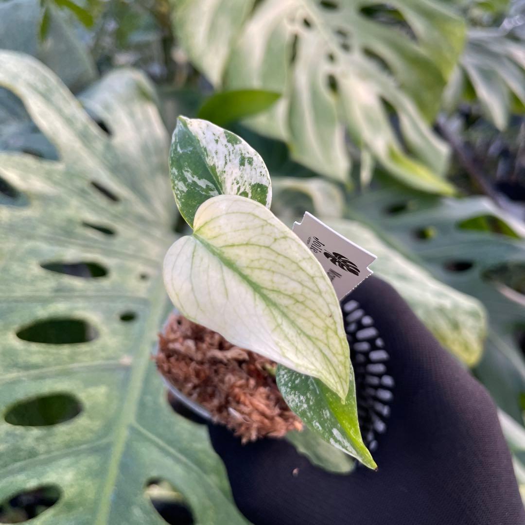 DM5モンステラ デリシオーサ ミント斑入り 2寸ポリポット ネコポス発送