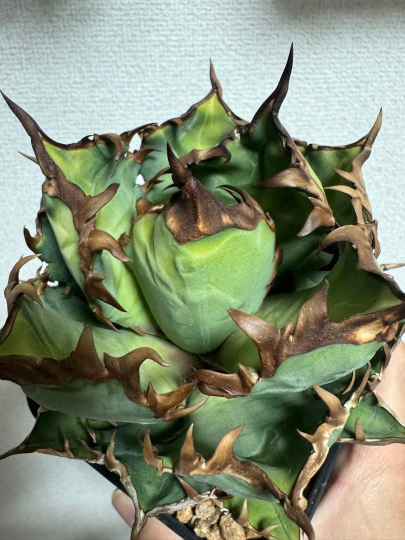 アガベ チタノタ レッドヴェノム ※説明欄必読 - メルカリ