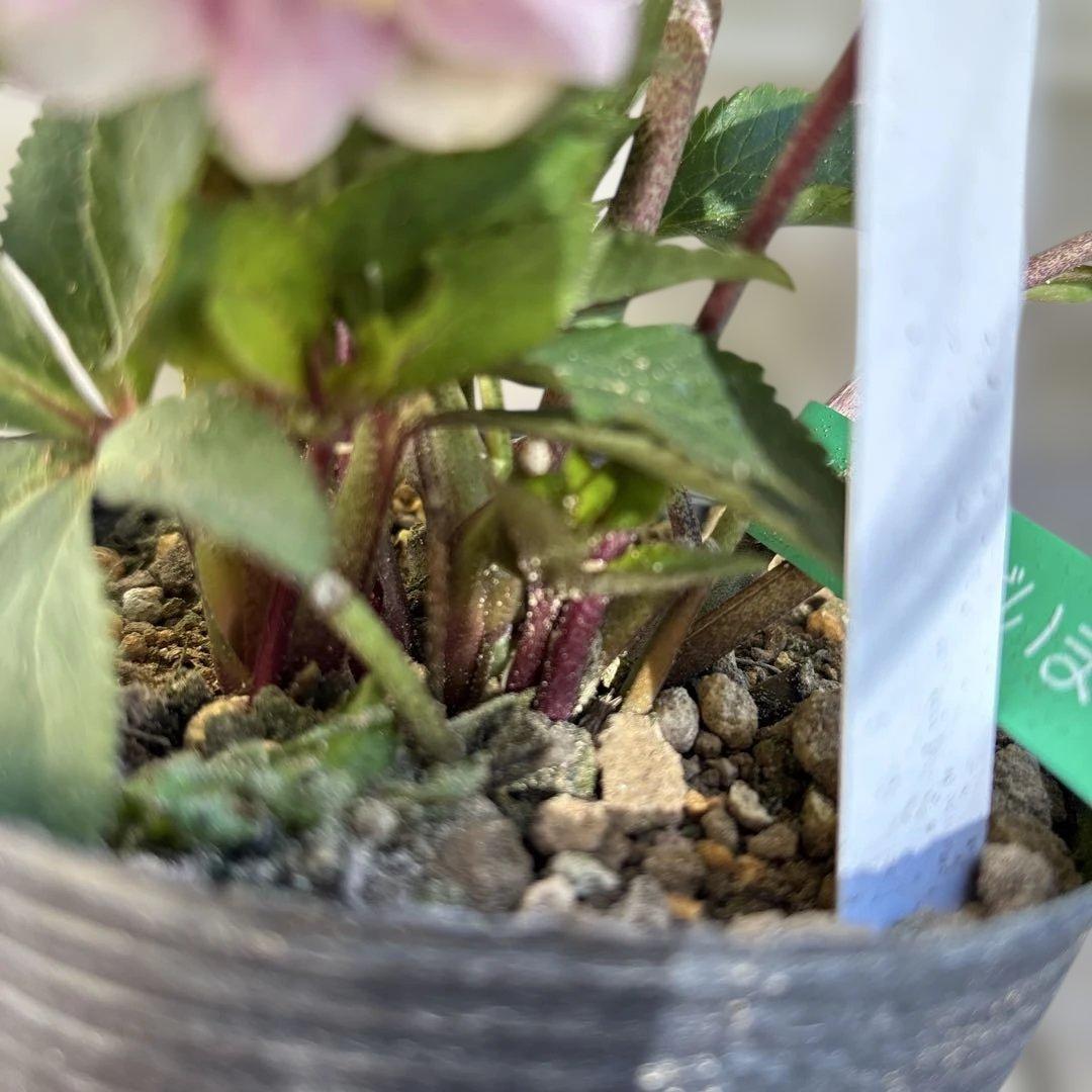 いろはhyb dd 大木ナーサリー クリスマスローズ タグ付き 現品 開花株