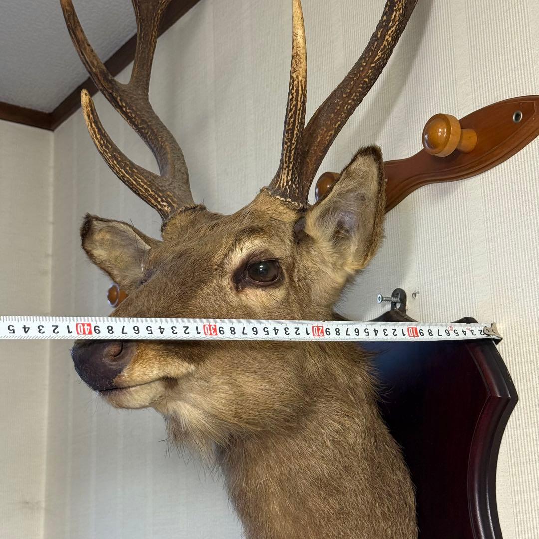 日本鹿 ニホンシカ② 伊豆半島 鹿角 剥製 壁掛け ハンティング