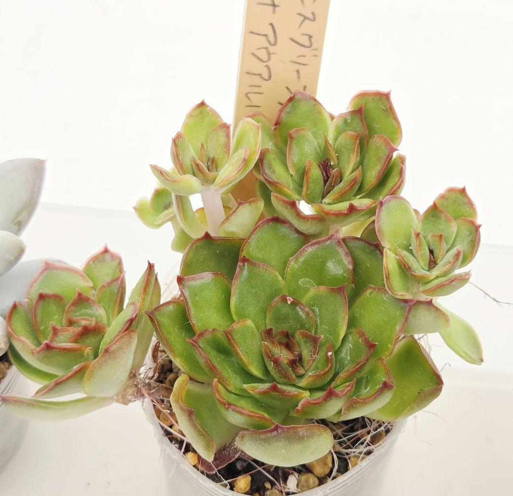 同梱ひまゆき様①大きめ苗 さくらホイップ❣️中里リン❣️エレイン交配❣️発根済