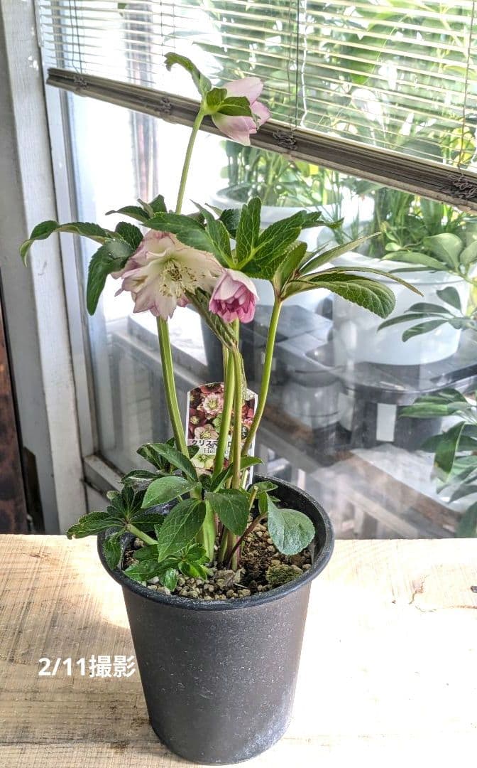 ♡はるかぜ様♡ ぱぁたんっ🌸 生まれてきてくれて、ありがとうだよ🐥💭 一緒にAtoZ出来