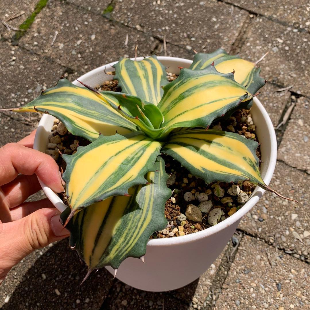 極美 リップルエフェクト アガベ