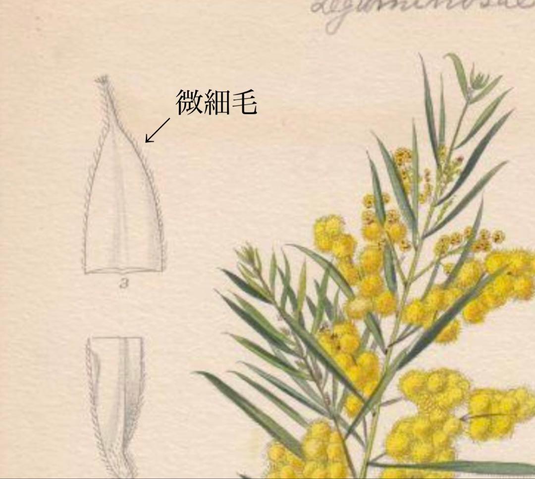 アカシア フィンブリアータ テレサ ①苗 ミモザ 苗木 ブリスベーン