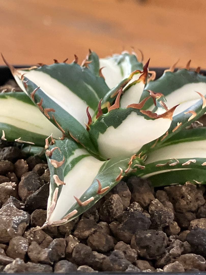 匿名配送【鉢ごと発送】活着 美株 サイズ大 アガべ 太陽神錦 白中斑 TC