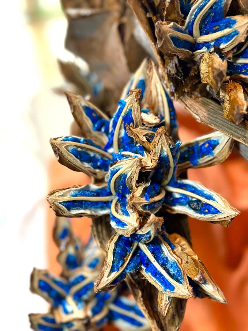 118 旅人の木 11房 逸品 今季宮古島産