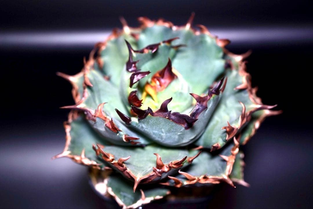 アガベ　チタノタ　プテラノドン　'翼竜' アガベ チタノタ 