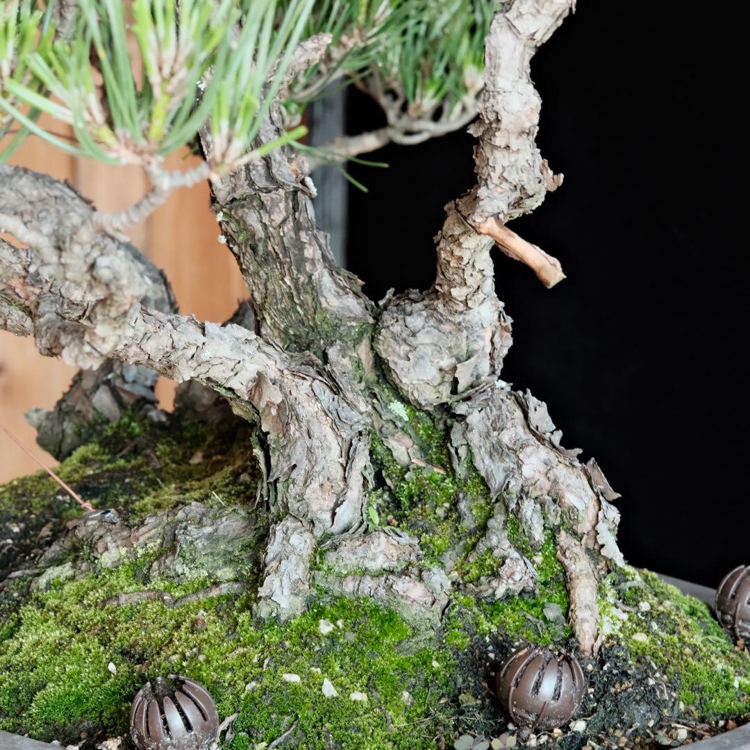 最終値下げ】引き取り 黒松 大品盆栽 株立 古木 - メルカリ