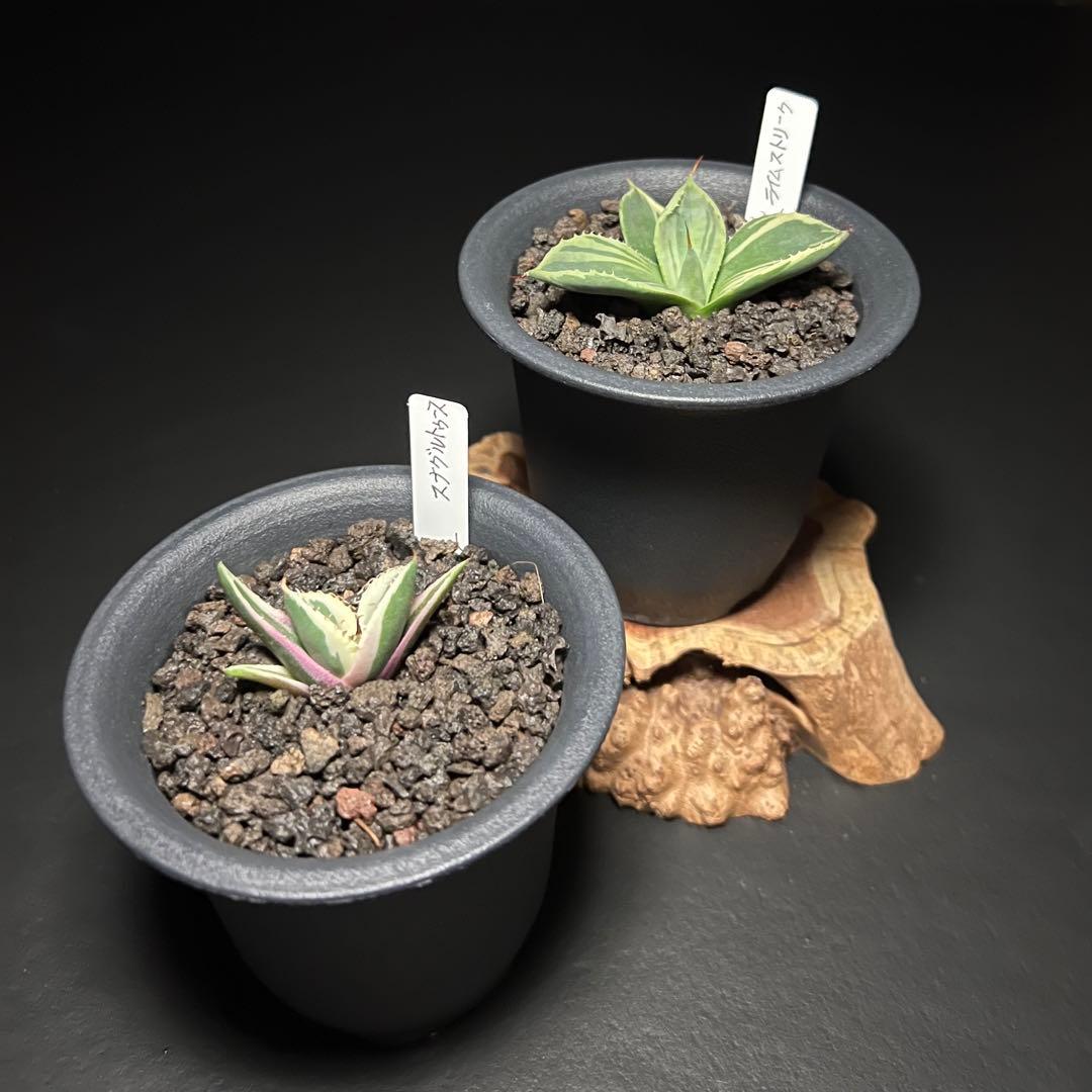 超高騰品種】姫厳竜 × スーパーボール hyb 特厚短葉強棘 アガベ チタノタ