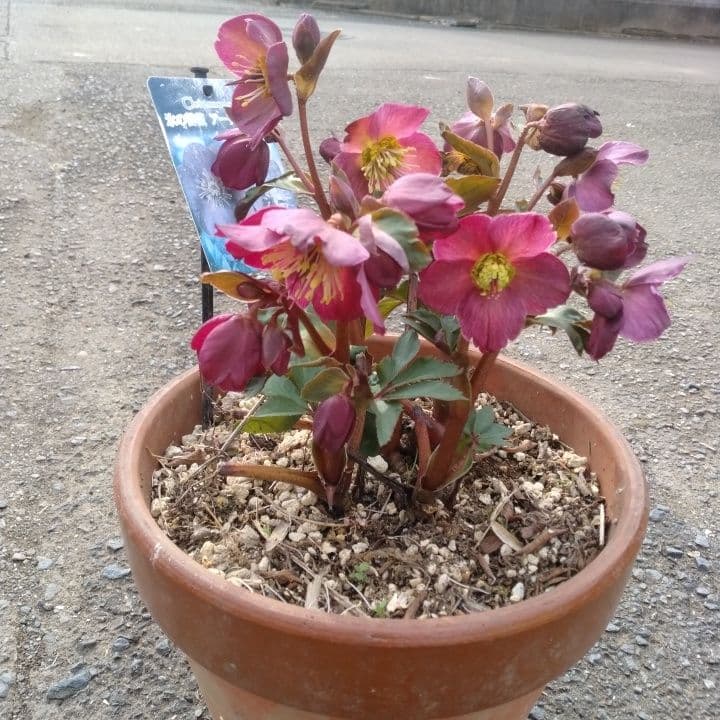 童仙房、氷の薔薇。アーリーレッド。紫色のヘレボルス 中型テラコッタ