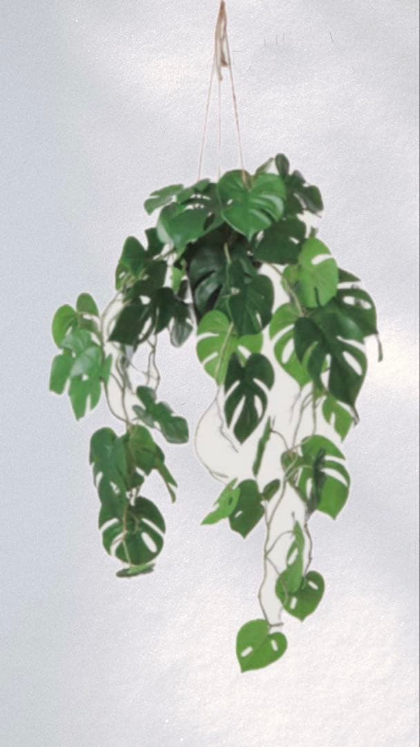 モンステラ 吊り下げ お洒落 ハンキング ヒメモンステラ 観葉植物の