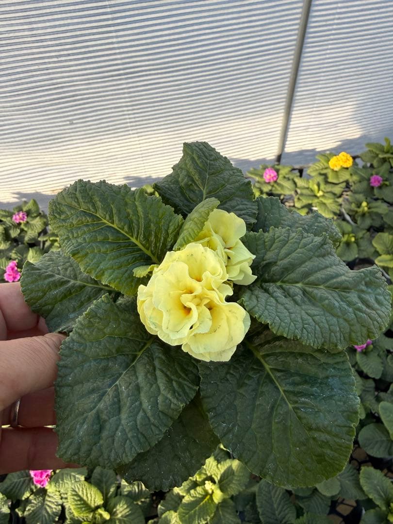 八重プリムラ パラディソダブルシリーズ 10.5cm