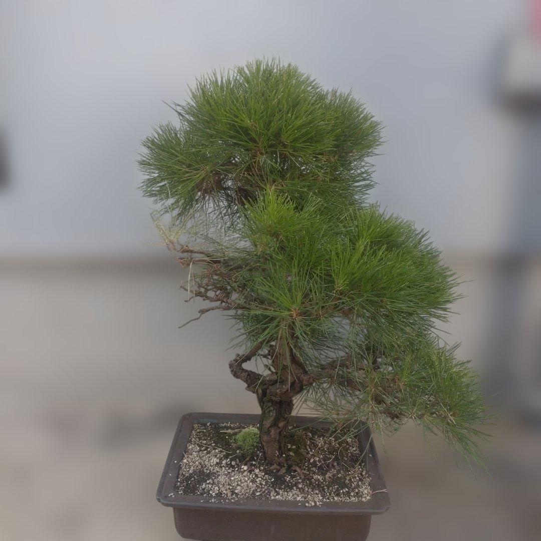 松　盆栽　1 _ Japanese Black Pine 黒松 #盆栽 #大品盆栽 #松柏盆栽 #黒松 #黒松