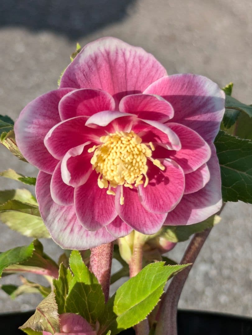 【広瀬園芸】クリスマスローズ　ソレイユ系dd整形花 楽天市場】クリスマスローズ 広瀬園芸 ソレイユ ダブル 0213-006 現品