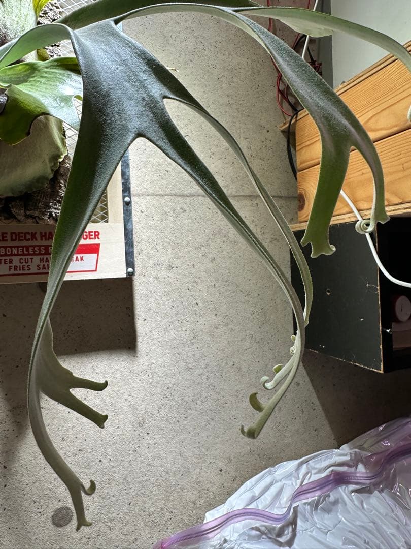 p.willinckii wild 大株