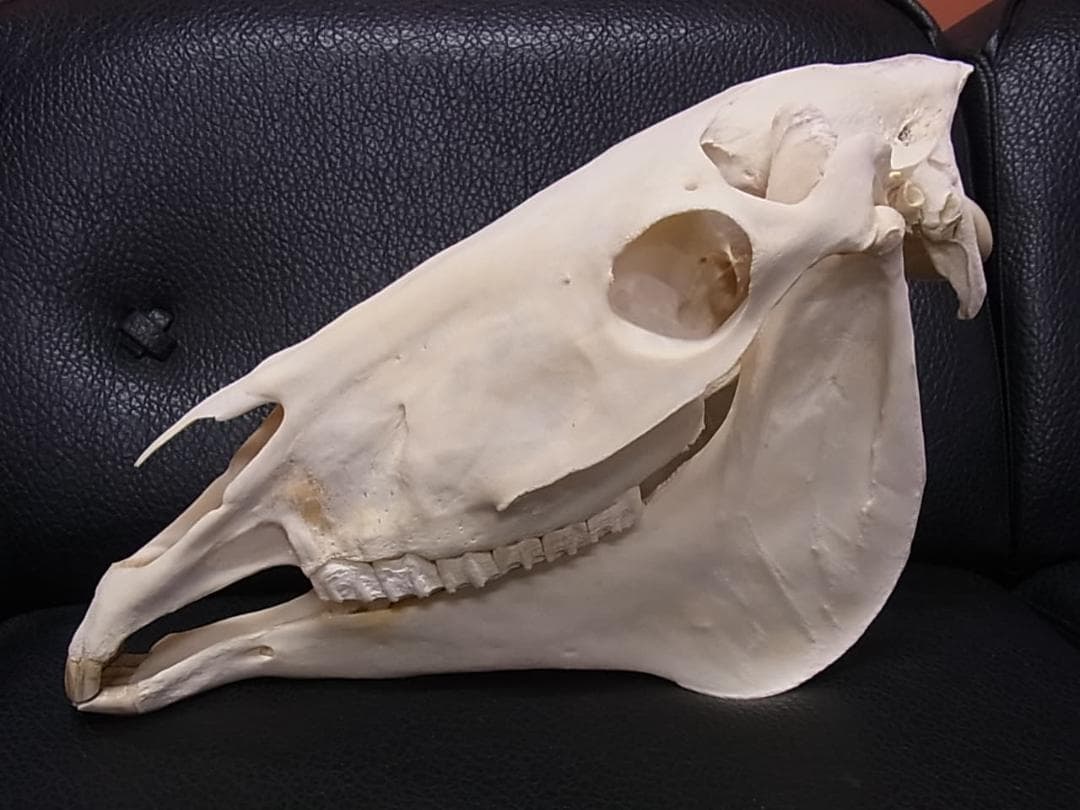 高品質！特大サイズ　イングリッシュ・サラブレッド　頭骨 Amazon.co.jp: サラブレッドコレクション GB (アーモンドアイ