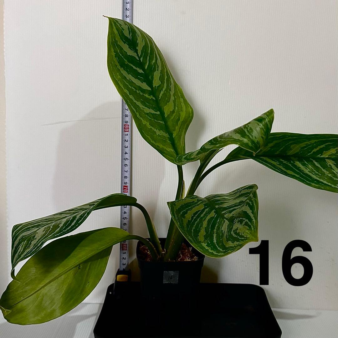 アグラオネマ ニティドゥム カーティシー 観葉植物 LEON レオン 16 アグラオネマ カーティシー」を買った話｜nishioka