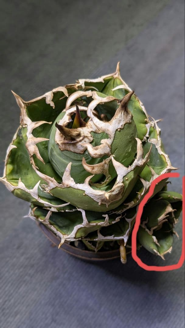 Agave titanota cok cg01 追星 子株 - メルカリ