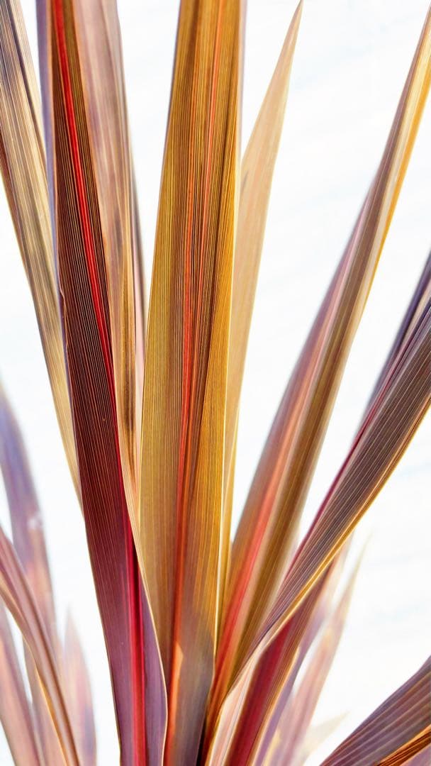 超大株！コルジリネ コーヒークラシック1.6M(鉢底から)品番A☆数量限定