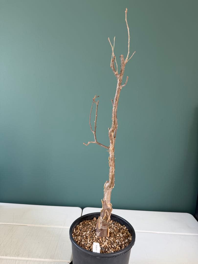 【タイムセール】ブルセラ・ファガロイデス / 灌木 多肉 希少 レア