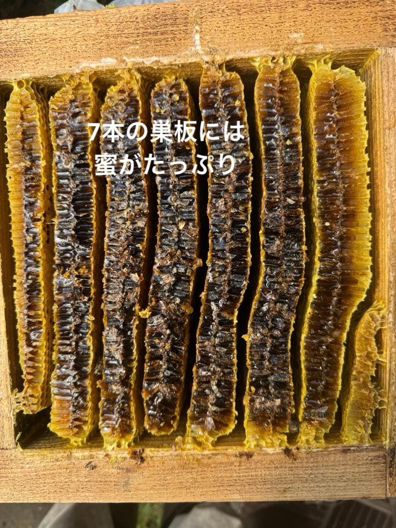 ニホンミツバチ重箱式巣箱4段 スライド底板 付巣門台座 スノコ付き