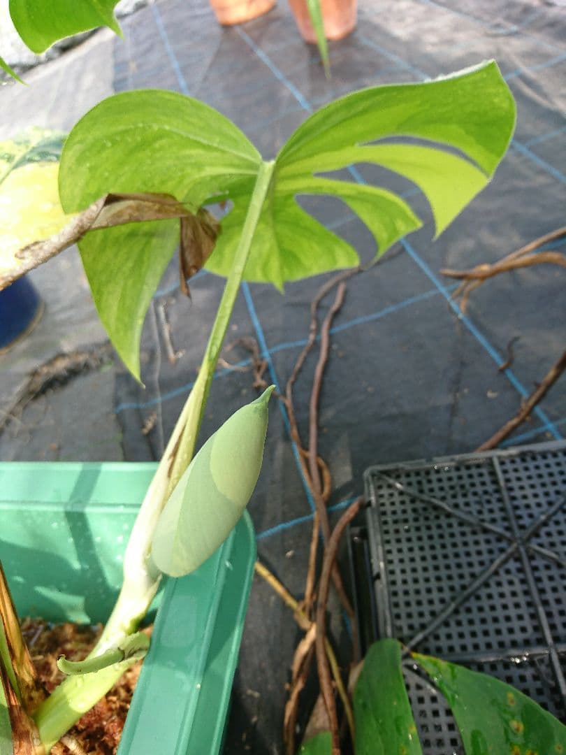 希少 果実 極上 黄斑 実 美しい 斑入り 極美 モンステラ 極斑 オーレア