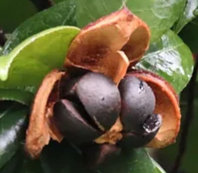 鹿児島県産　椿油　《訳アリ!!》 《1本限定!》　一升瓶　オーガニック　つばき油