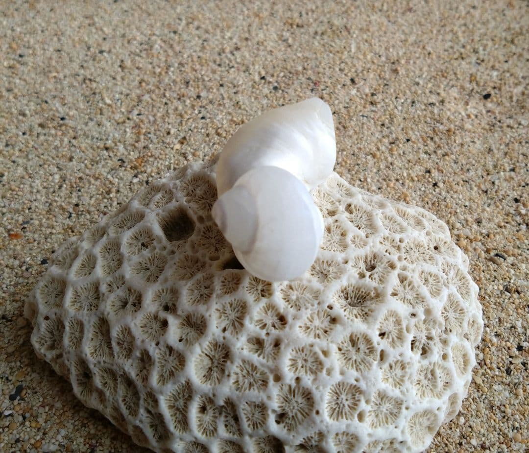 【希少】優美なお姿☆ ケオン パワーストーン 原石 イシカブラ 貝殻 標本 巻貝