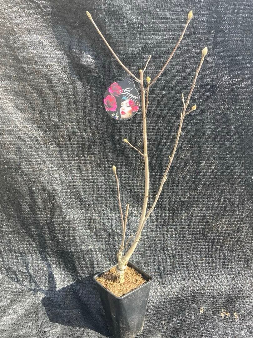 ②*:ஐ矮性で鉢栽培も可能‼︎魅力的な花色‼︎*:ஐモクレン・苗木