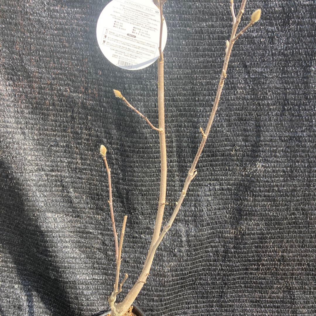 ②*:ஐ矮性で鉢栽培も可能‼︎魅力的な花色‼︎*:ஐモクレン・苗木