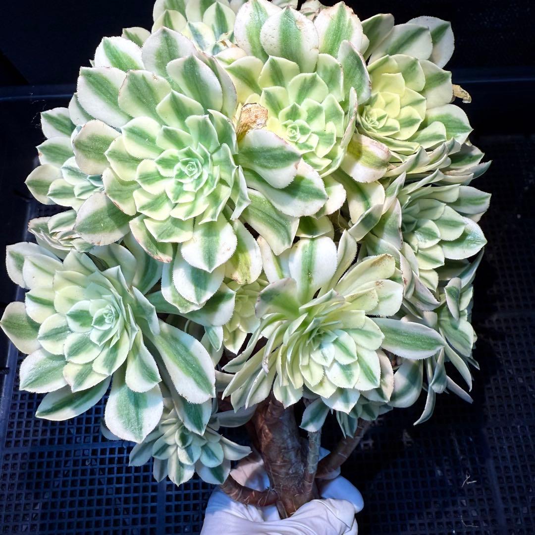 新入荷 レア種 アエオニウム マイバッハ(木立群生) 法師錦 超大品