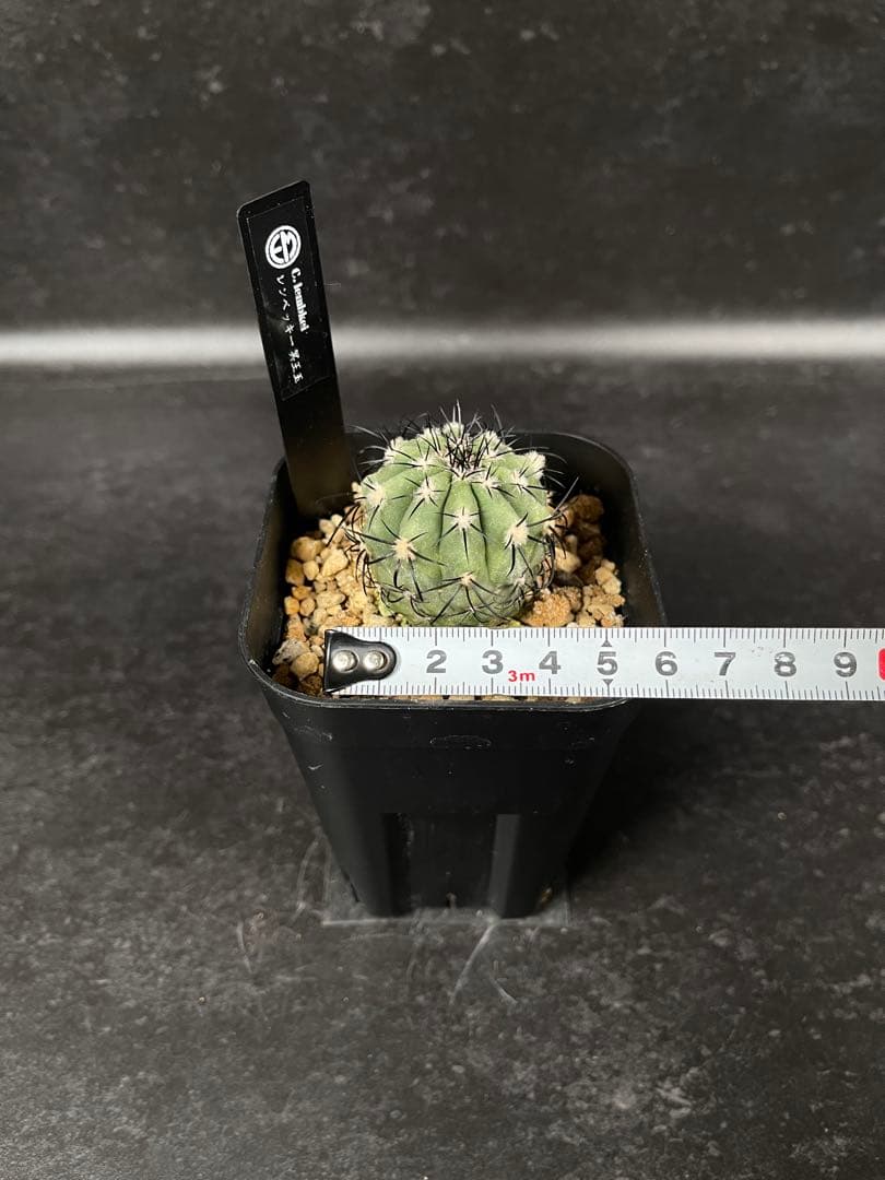 EMP コピアポア レンベッキー 冥王玉 実生 / 選抜個体CT612