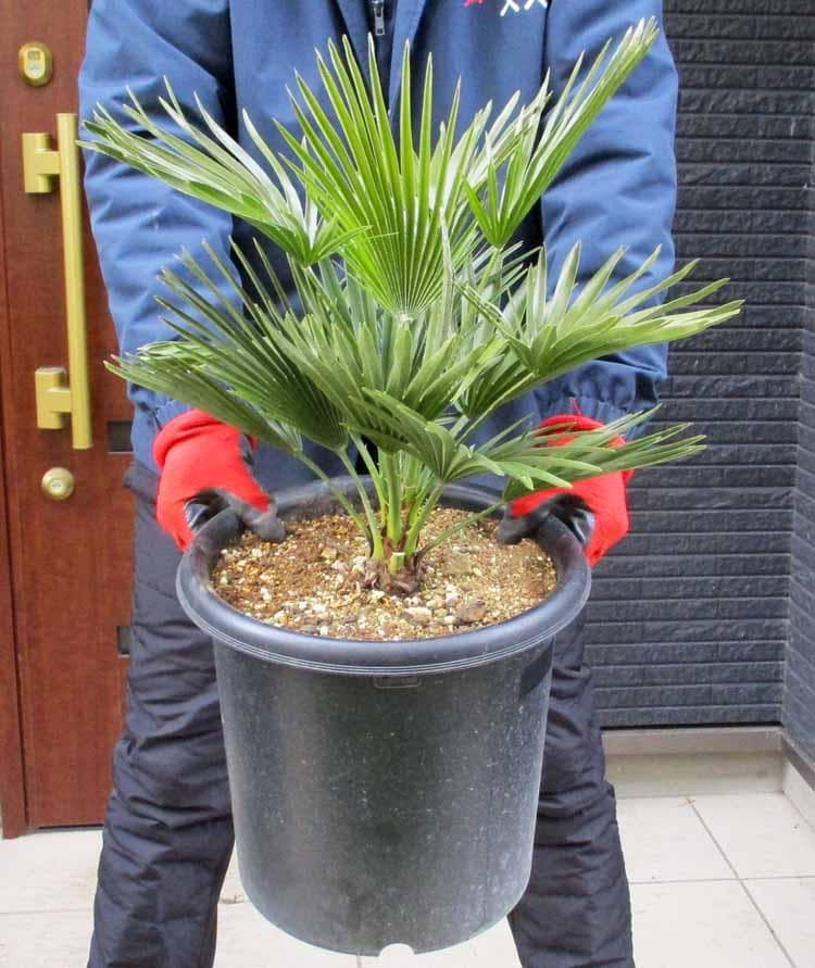 【現品】チャメロプス　フミリス　ボルケーノ　9号　G7番 楽天市場】チャメロプス（フミリス・ボルケーノ） 10号 プラスチック鉢